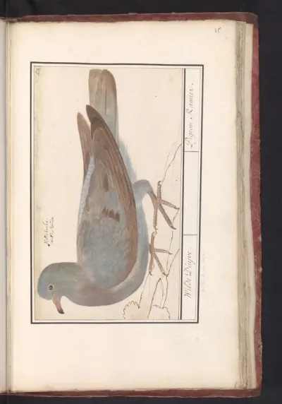 Houtduif (Columba palumbus)
