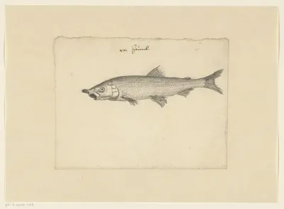 Houting (Coregonus oxyrhynchus)