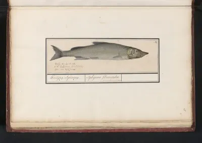 Houting (Coregonus oxyrinchus)