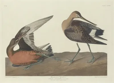 Hudsonian Godwit