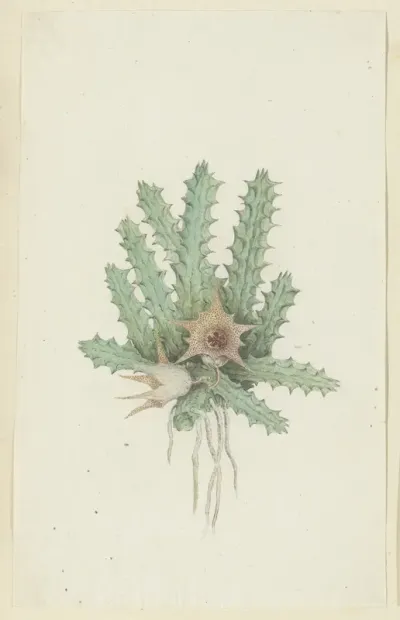 Huernia barbata (Masson) Haw.