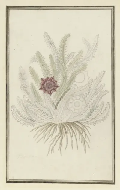 Huernia guttata (Masson) Haw.