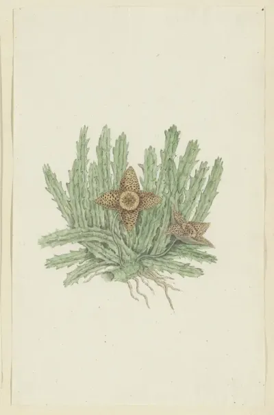 Huernia namaquensis Pillans. (Namaqua carrion-flower)