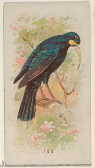 Huia, from the Song Birds of the World series (N23) for Allen & Ginter Cigarettes