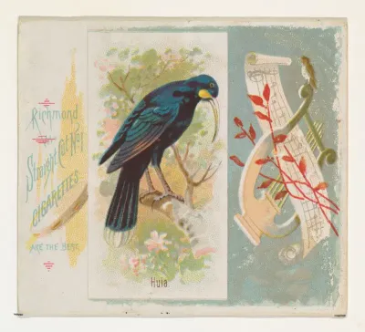 Huia, from the Song Birds of the World series (N42) for Allen & Ginter Cigarettes