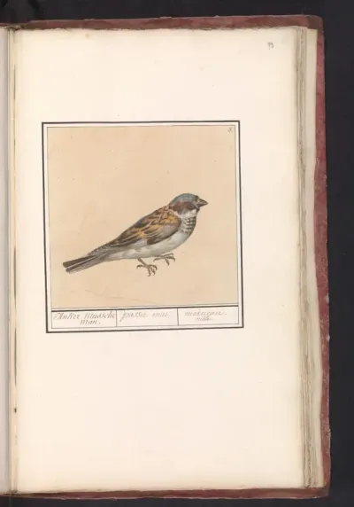 Huismus (Passer domesticus)