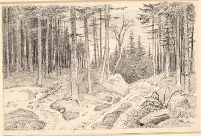 Hulvej gennem en granskov