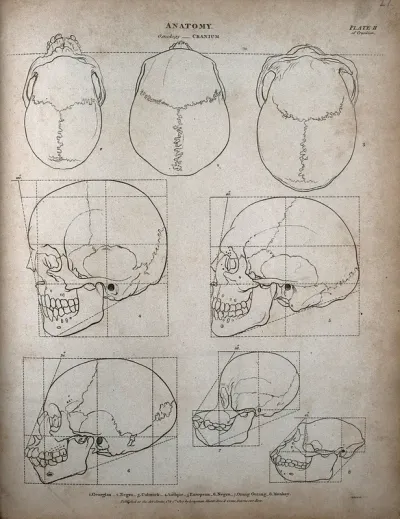 Human and ape skulls: eight outline diagrams, comparing the proportions of skulls of different racial types with those of an orang utan and a monkey