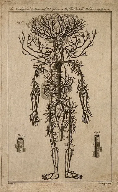 Human arterial system (fig