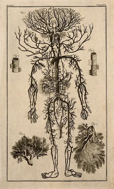 Human arterial system