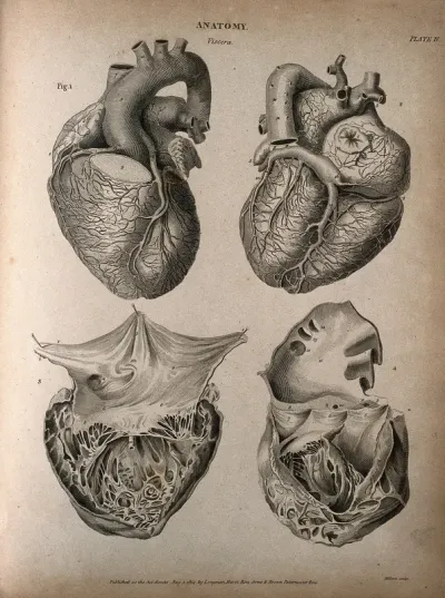 Human heart: four figures
