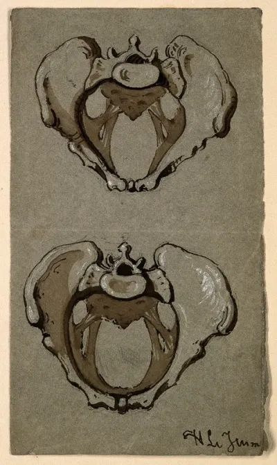 Human pelvis: two figures