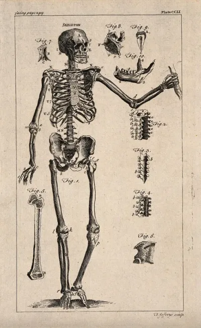 Human skeleton and bones: ten figures