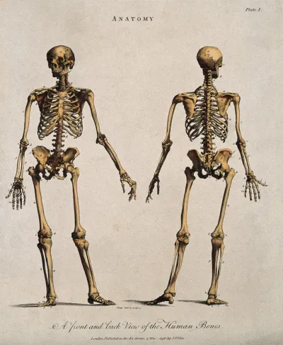 Human skeleton: front and back views