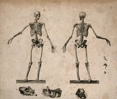 Human skeleton with left arm extended: front and back views; below and to the right, dissections of parts of the ear
