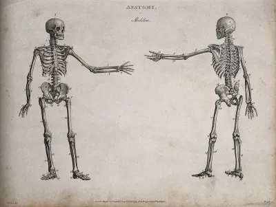 Human skeleton with left arm extended: front and back views