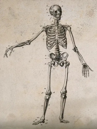 Human skeleton with left arm extended: front view