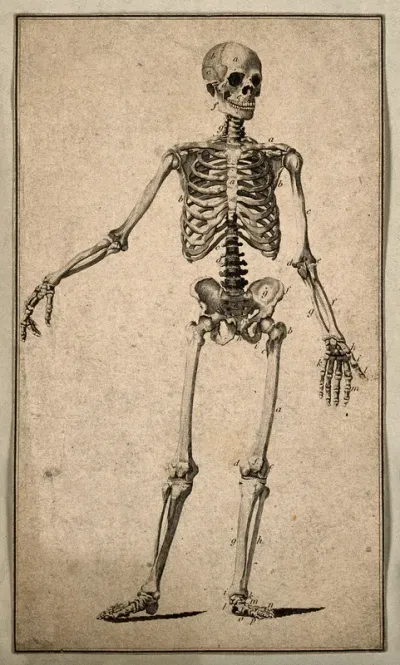 Human skeleton with right arm extended: front view