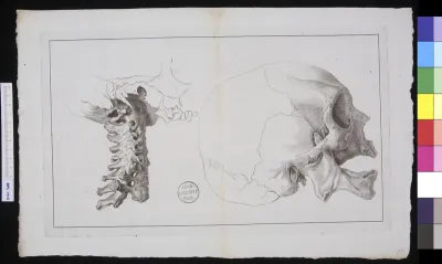 Human skull and cervical vertebrae