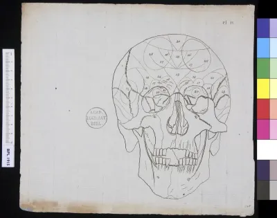 Human skull, frontal view