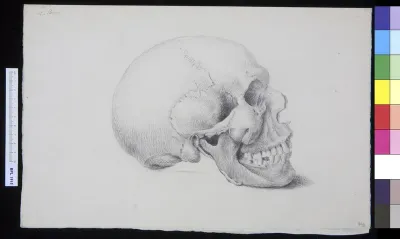 Human skull, lateral view