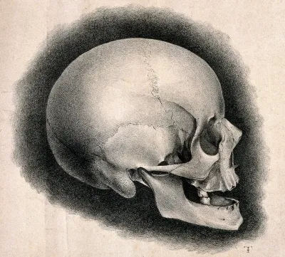 Human skull: right lateral view