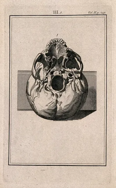 Human skull, seen from below