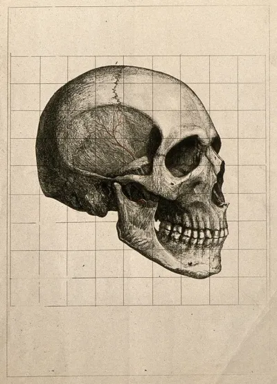 Human skull, seen in profile, with blood vessels indicated in red