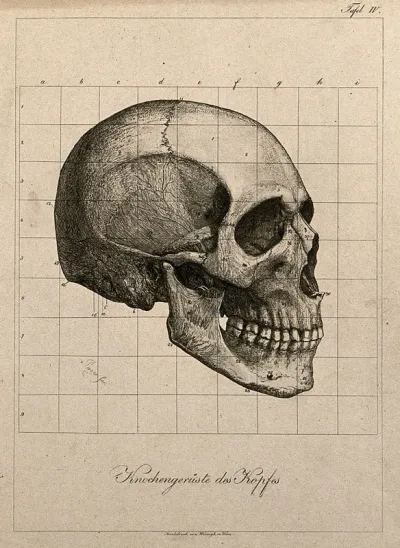 Human skull, seen in profile