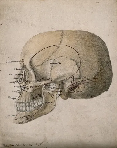 Human skull: side view