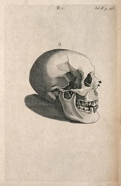 Human skull: side view