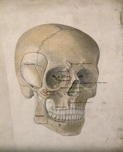 Human skull: three-quarter view