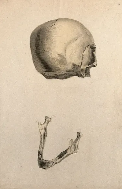 Human skull: two figures showing a skull seen from behind, and the jaw bone