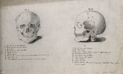 Human skull: two figures, showing front and side views