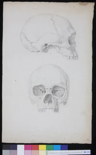 Human skull, two views