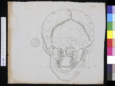Human skull, view from behind