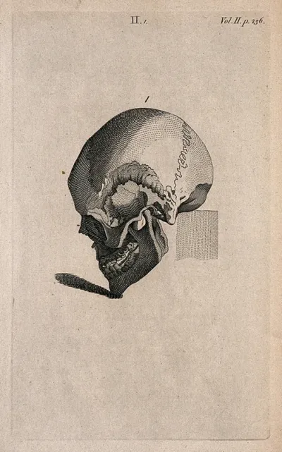 Human skull with chin tilted downward: Line engraving, 1780/1800?