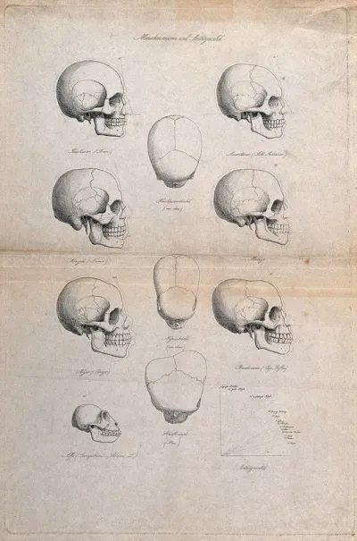 Human skulls of different racial types: eleven figures also including the skull of an ape, and a graph demonstrating different angles