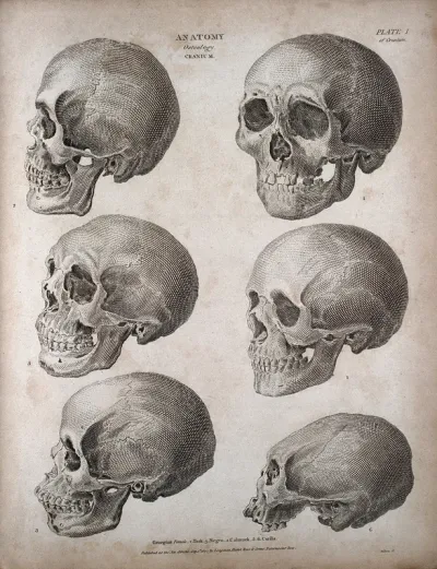 Human skulls: six examples, showing skulls of different racial types