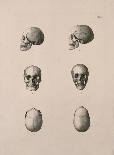 Human skulls: six figures