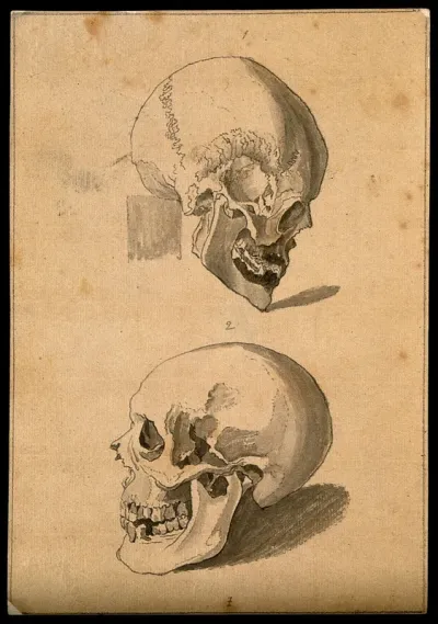 Human skulls: two figures