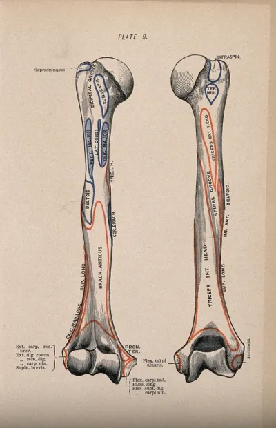 Humerus bone: two figures, anterior and posterior views