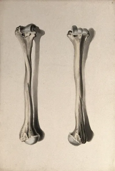 Humerus bone: two figures