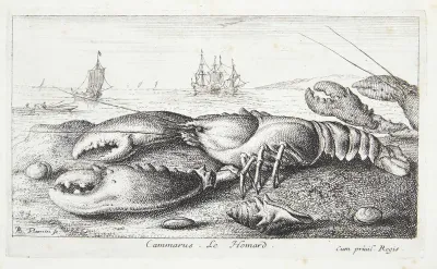 Hummeren (Camarus)