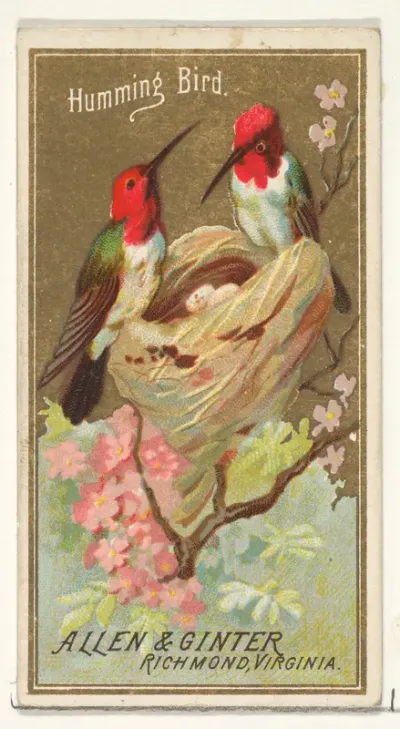 Hummingbird, from the Birds of America series (N4) for Allen & Ginter Cigarettes Brands