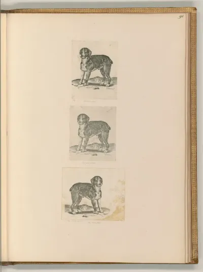 Hund