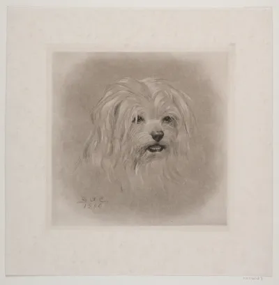 Hundehoved