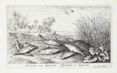Hundestejle (Aculeatus siue Spinachia)
