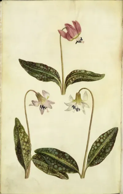 Hundszahn (Erythronium deus - caninus L.)