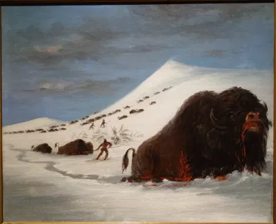 Hunting Buffalo on Snow Shoes